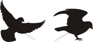 320x145 Flying Sparrow Silhouette