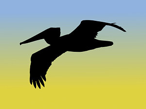 300x225 Pelican Drawings