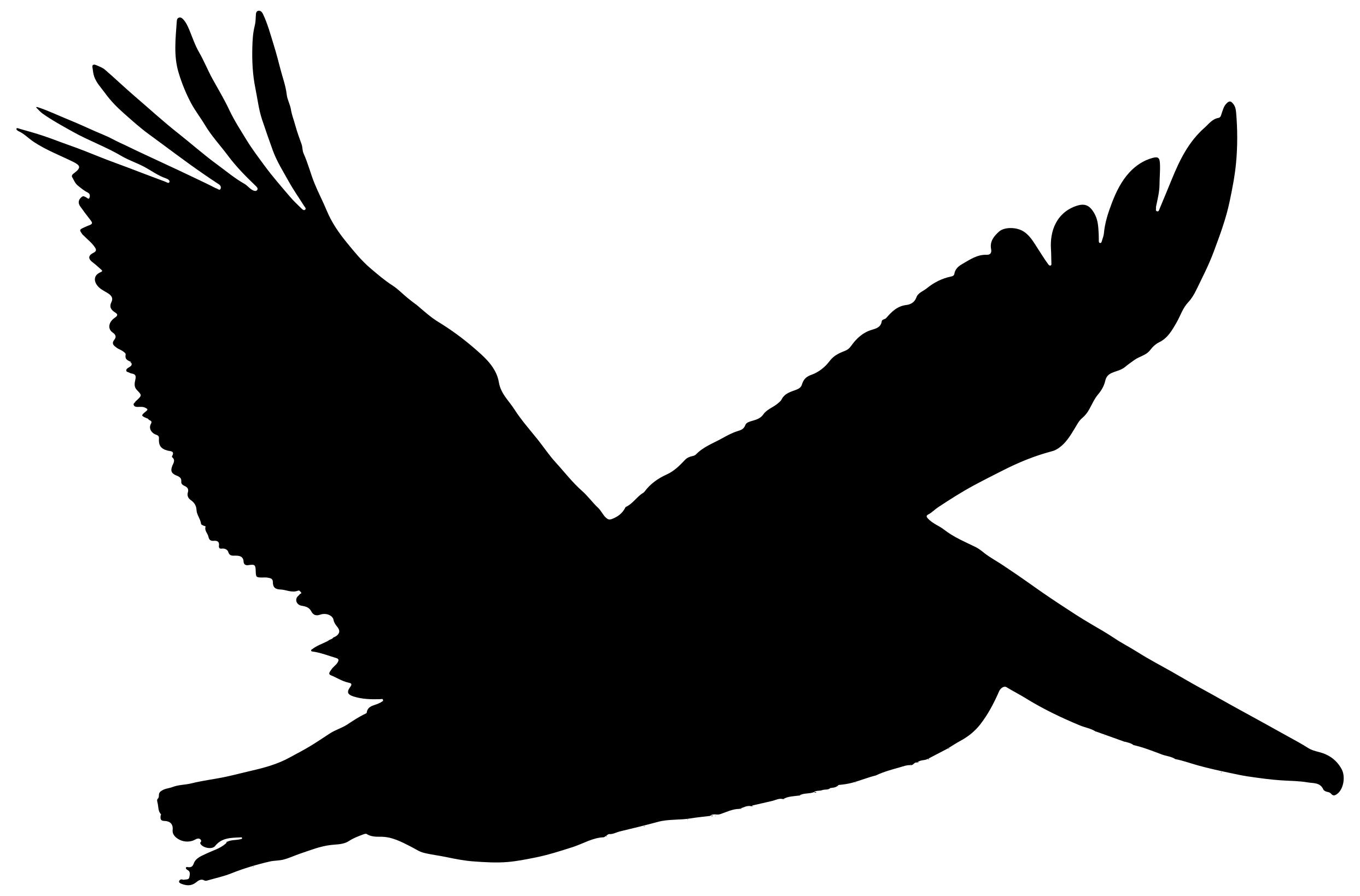 2487x1639 Brown Pelican In Flight Silhouette Clipart