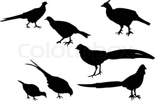 320x209 Silhouette Of The Pheasant On White Background Stock Vector