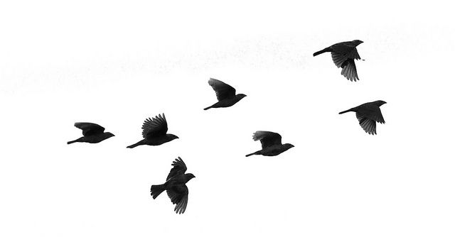 640x334 Birds Flying In The Sky Clipart
