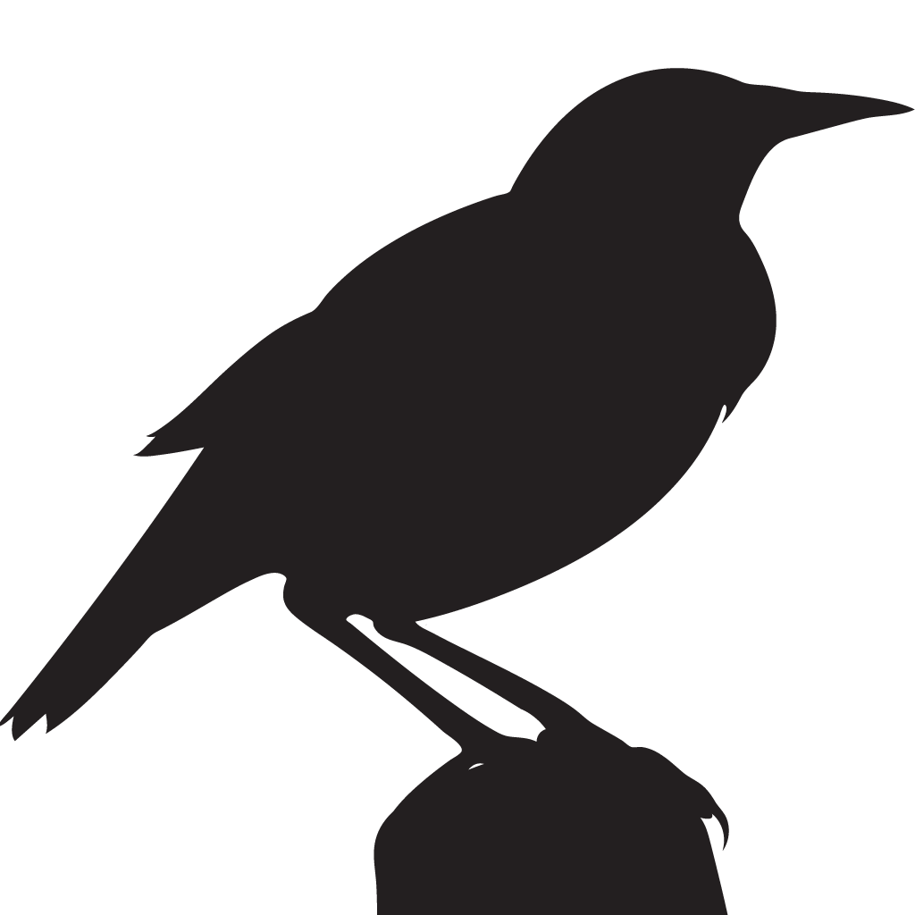 1024x1024 Western Meadowlark Overview, All About Birds, Cornell Lab