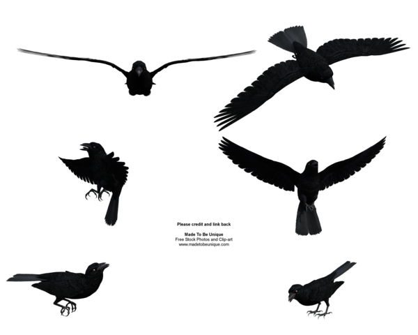 600x480 Free Stock Flying Black Raven By Madetobeunique