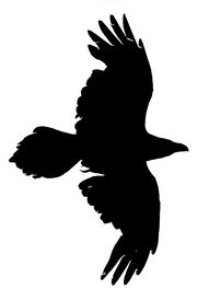 180x275 Silhouette Of A Flying Raven On A White Background Image