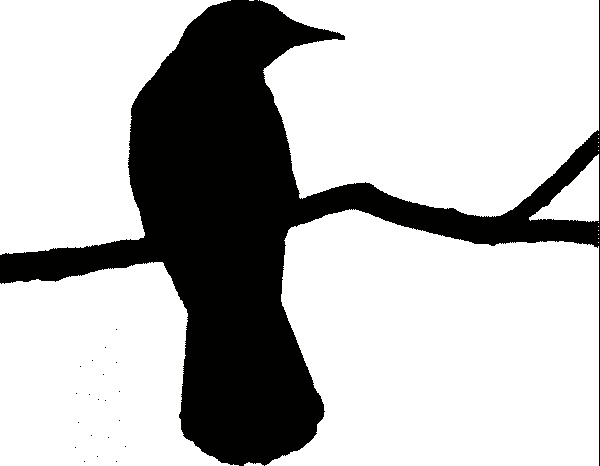 600x466 Flying Raven Silhouette Clip Art Meinafrikanischemangotabletten