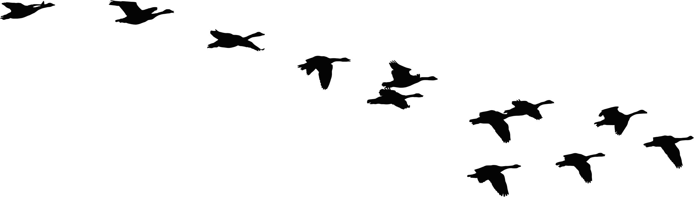 2312x658 Flock Of Flying Geese Silhouette Icons Png