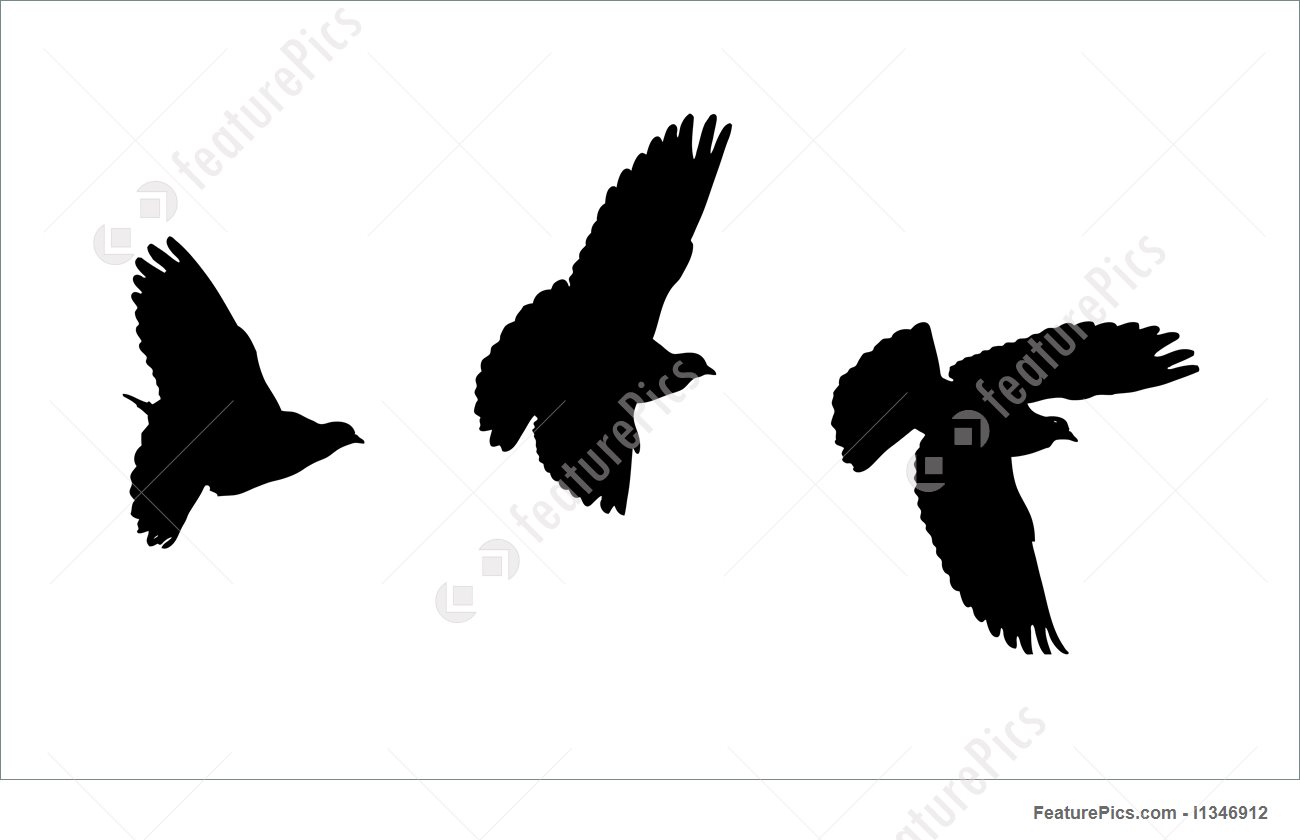 1300x840 Bird Silhouettes Illustration