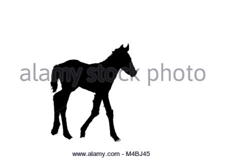 450x318 Silhouette Of A Little Foal On White Isolated Background Stock
