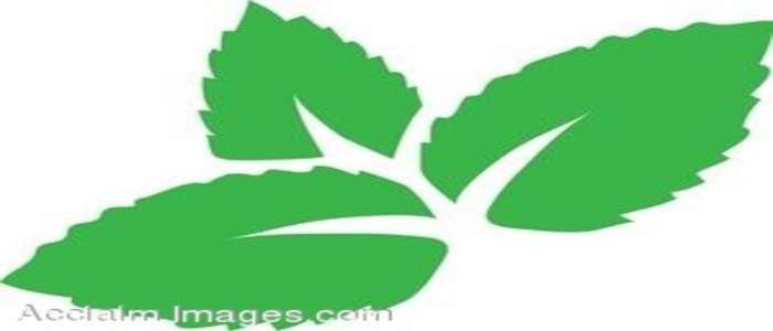 700x300 Foliage Clipart Mint