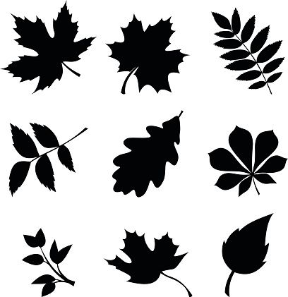 408x421 Set Of Leaves. Vector Black Silhouettes. Vector Art Illustration