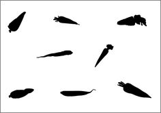 236x165 Squash Silhouette Vector Food Silhouette Vector