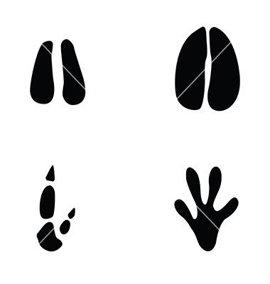 380x400 Kangaroo Footprint Silhouette Images
