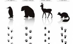 250x150 Animals With Footprint Silhouette Vector Material 06