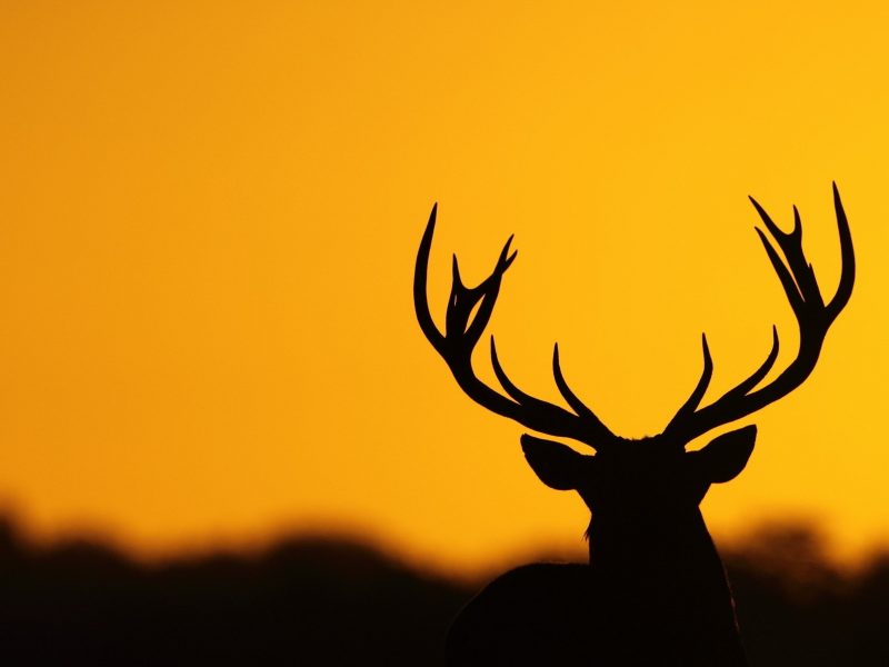 800x600 Deer Antler Silhouette 4k Awesome Desktop Hd Wallpaper