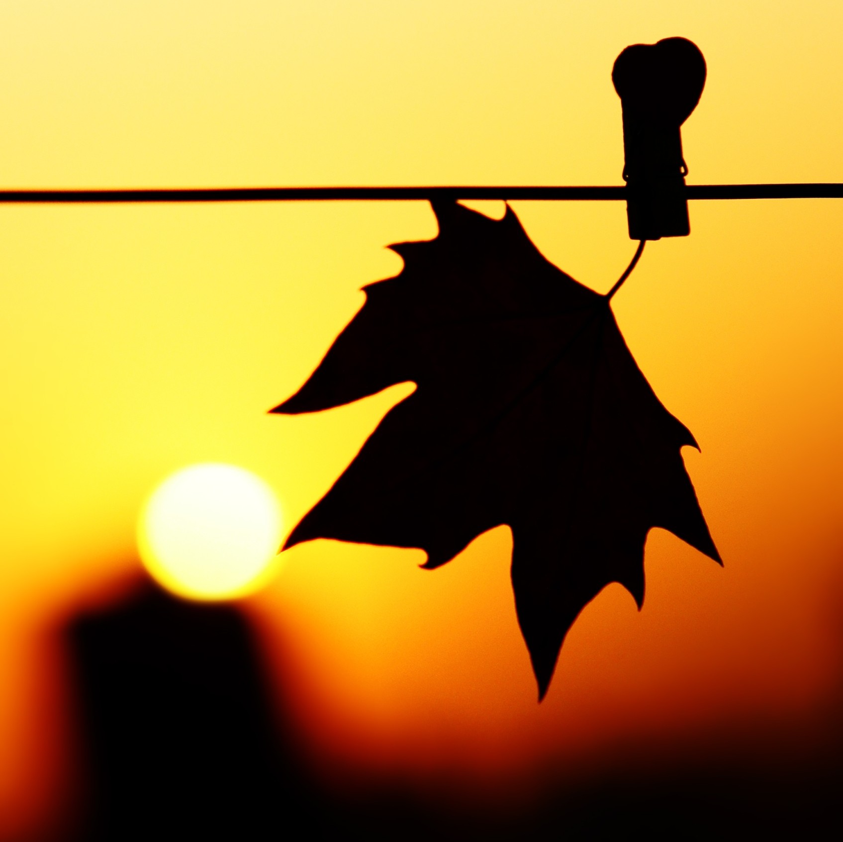 1695x1693 Sunset Catch Sun Sunset Leaf Silhouette Computer Wallpaper Beach