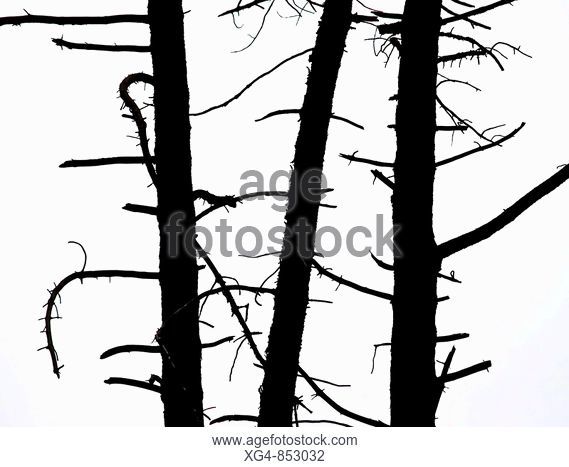 569x467 Pine Tree Pinus Sp, In Cloud Forest Silhouetted With Moss, Stock