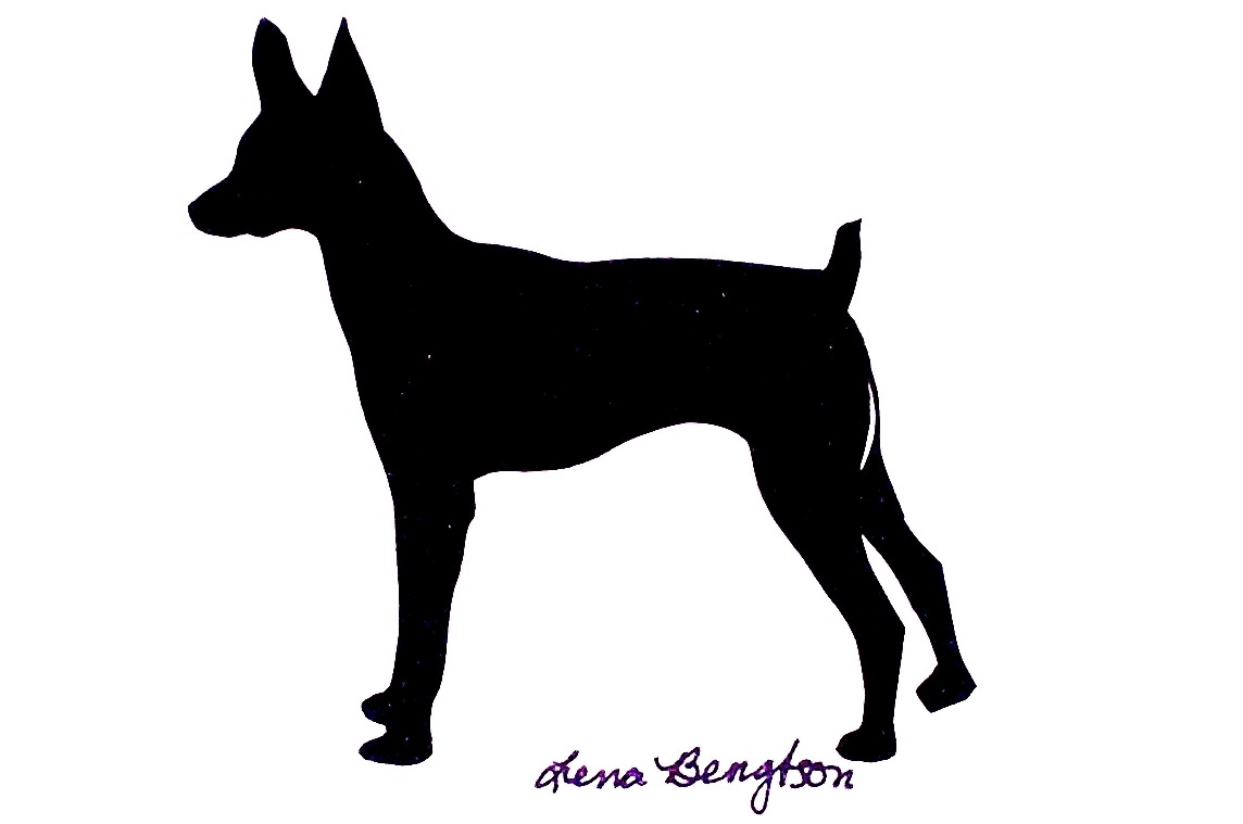 1144x759 Toy Fox Terrier Clipart Collection