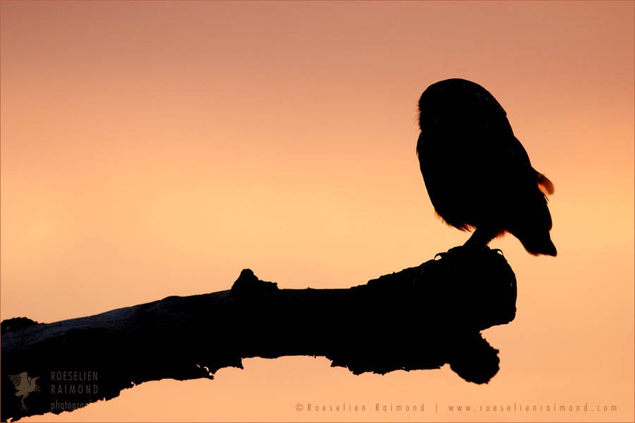 900x600 Little Owl Silhouette