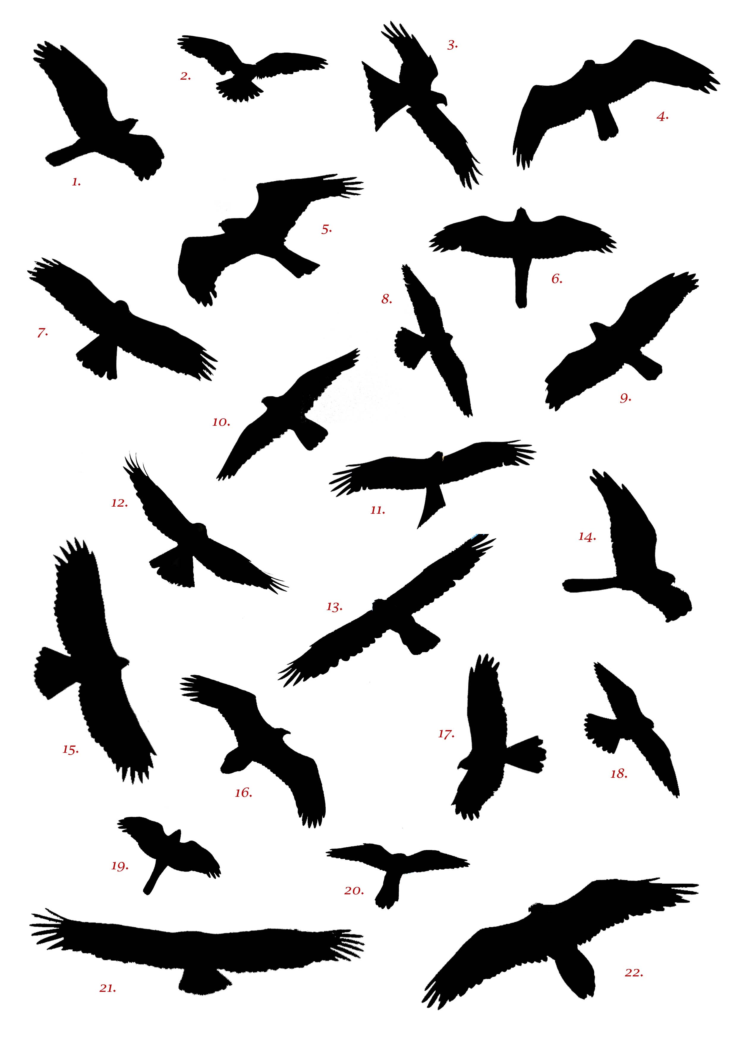 2480x3508 Free Bird Silhouette
