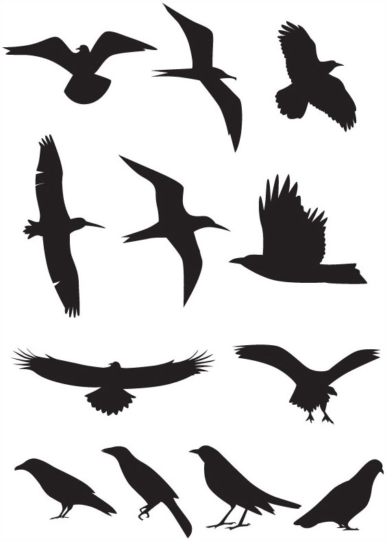 565x790 Bird Silhouette Vector Free Vector 4vector