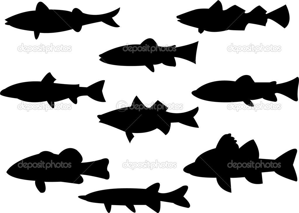 1023x730 Pin By Herman Geldenhuys On Silhouette Fish