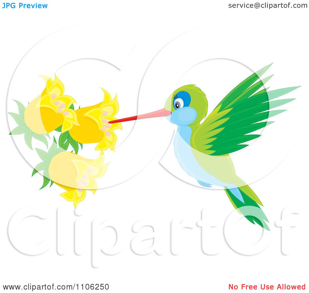 1080x1024 Clipart Green And Blue Hummingbird Sucking Nectar From Yellow Bell