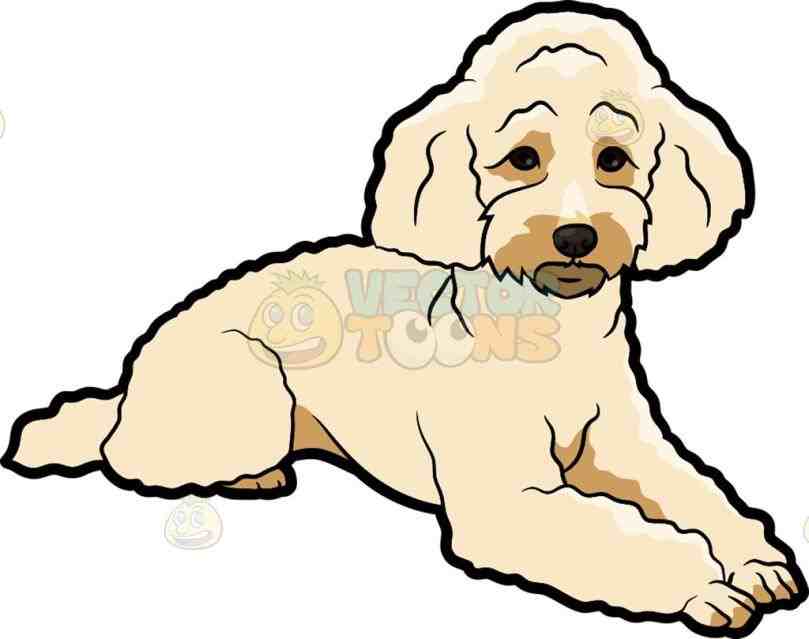 809x639 Sad Miniature Poodle Cartoon Clipart Vector Toons Free Poodles
