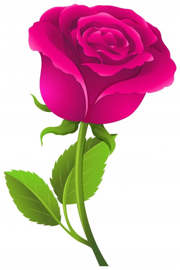 626x939 Roses Vectors, Photos And Psd Files Free Download