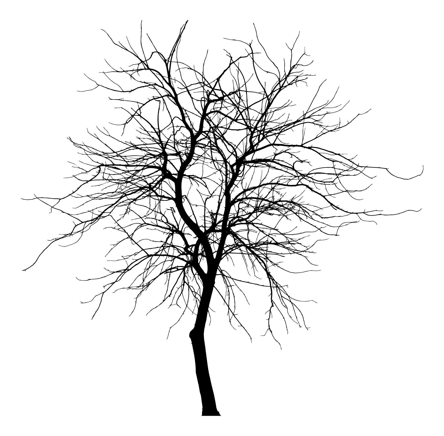 1796x1763 Skinny Tree Silhouette 4 Clipart