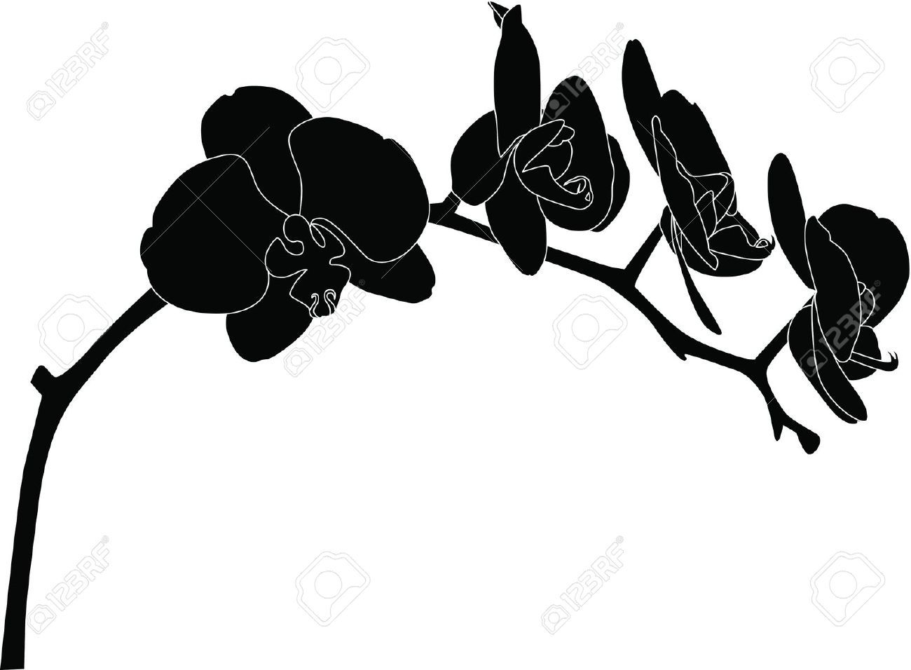 1300x957 Orchids Flowers It Is Isolated Royalty Free Cliparts, Vectors,