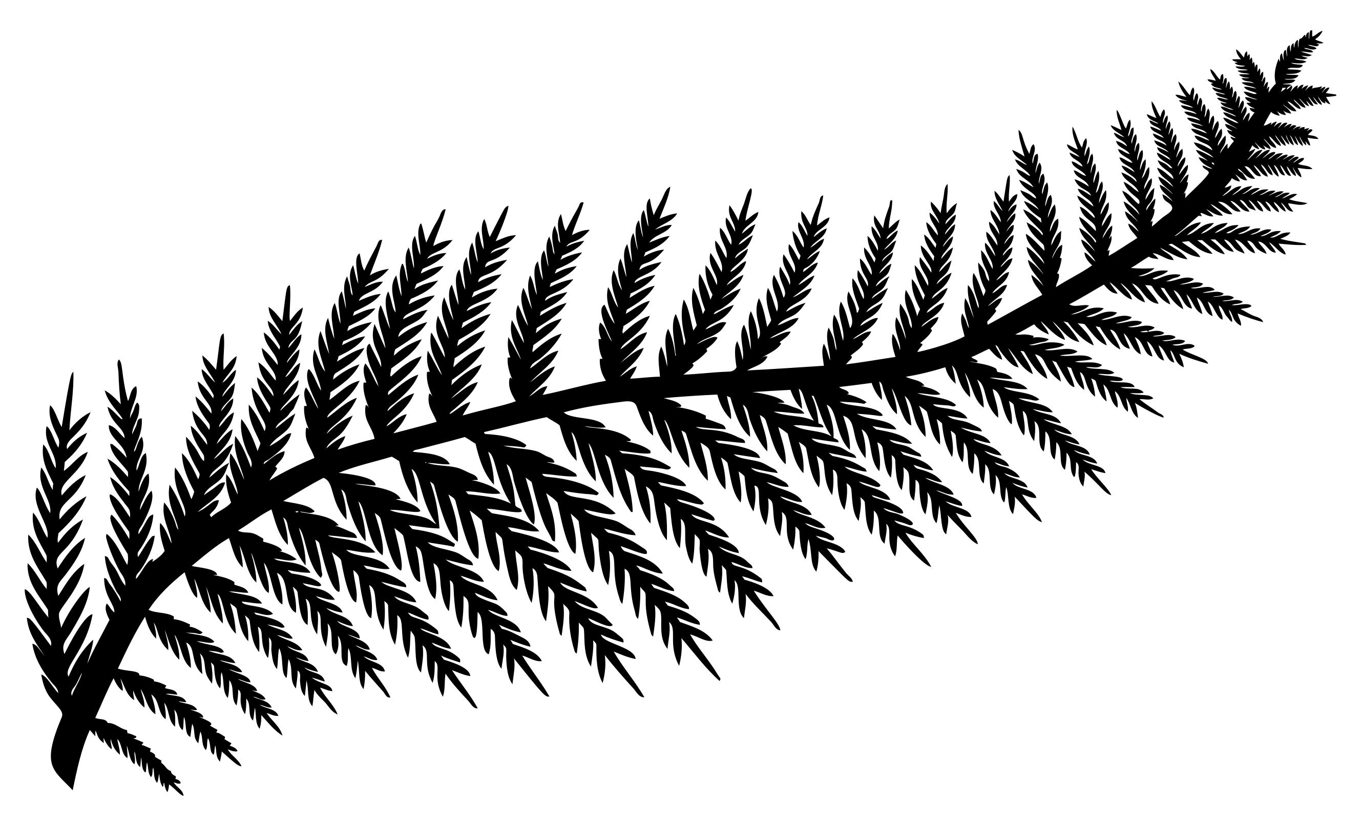 2657x1612 Fern Leaf Silhouette By Karen Arnold Clipart