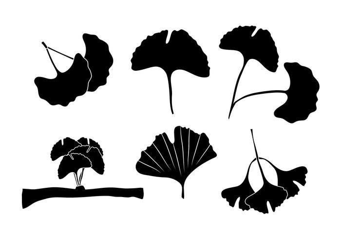 700x490 Ginkgo Vector Set
