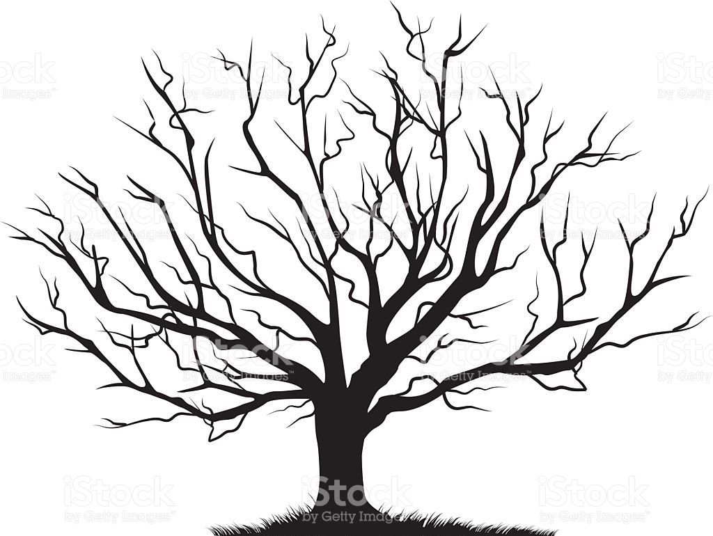 1024x770 Deciduous Bare Tree With Empty Branches Black Silhouette Isolated