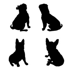 240x240 French Bulldog Purebred Dog Standing In Side View