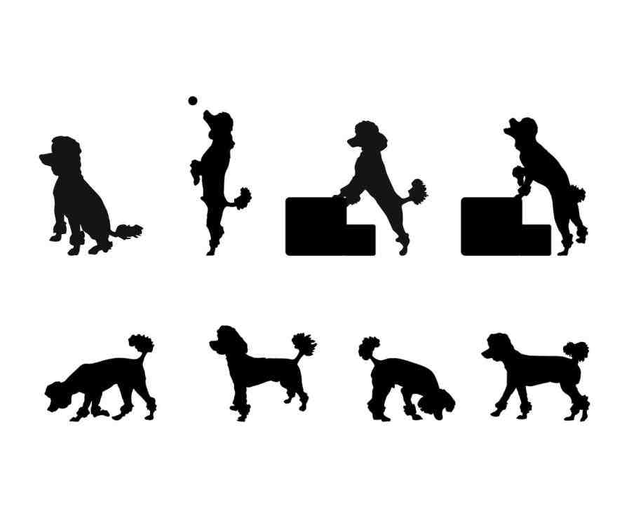 897x739 Poodle Silhouette Png Animalsee.club
