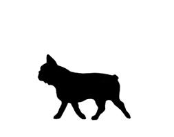 253x199 French Bulldog Breeders In Washington