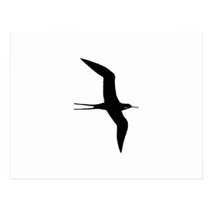 307x307 Frigate Bird Postcards Zazzle