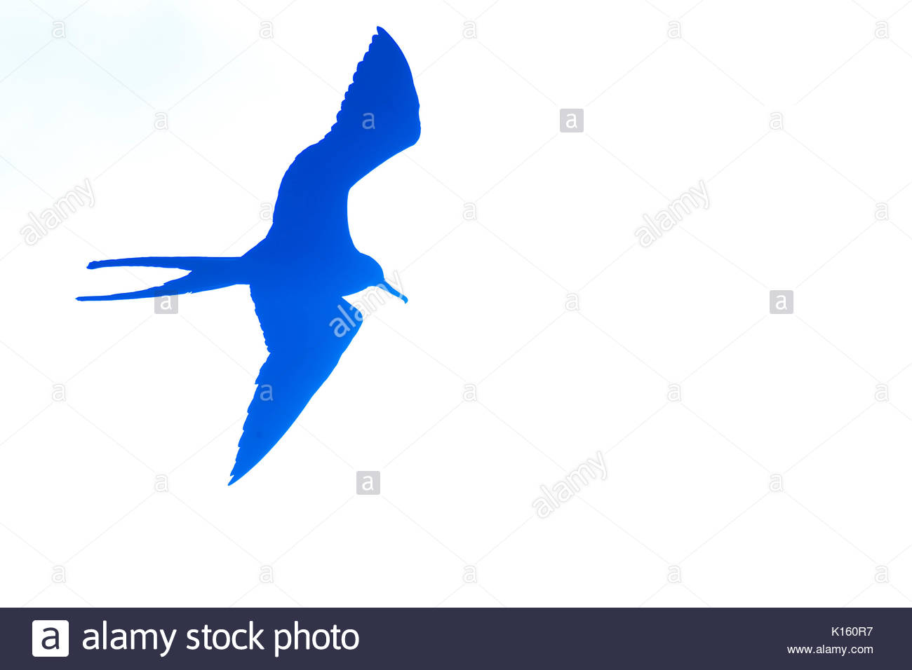 1300x956 Frigate Species Stock Photos Amp Frigate Species Stock Images