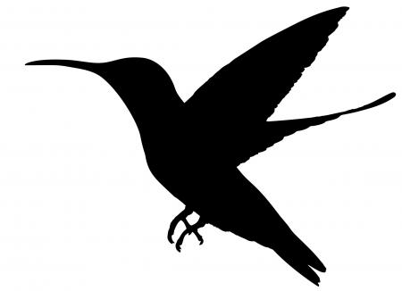 450x326 Frigate Bird