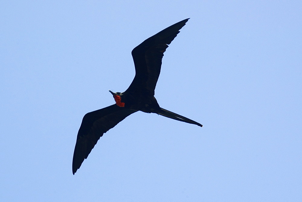 1000x668 High Quality Stock Photos Of Magnificent Frigate Bird