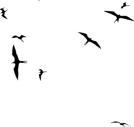 426x406 Small Flock Of Frigate Birds Floating On Air Currents On