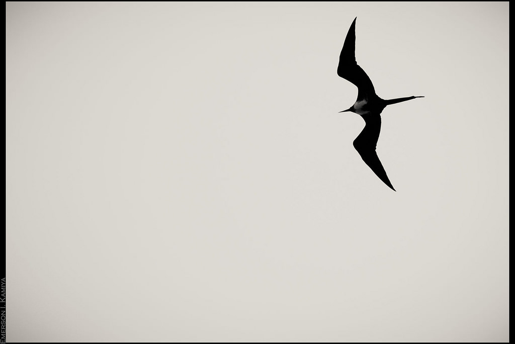 1024x684 The World's Best Photos Of Ave And Fregatamagnificens