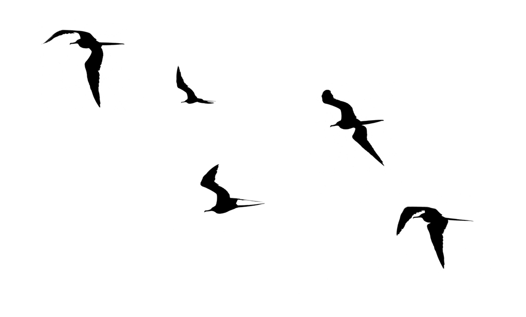 1024x617 High Key Images The Photonaturalist