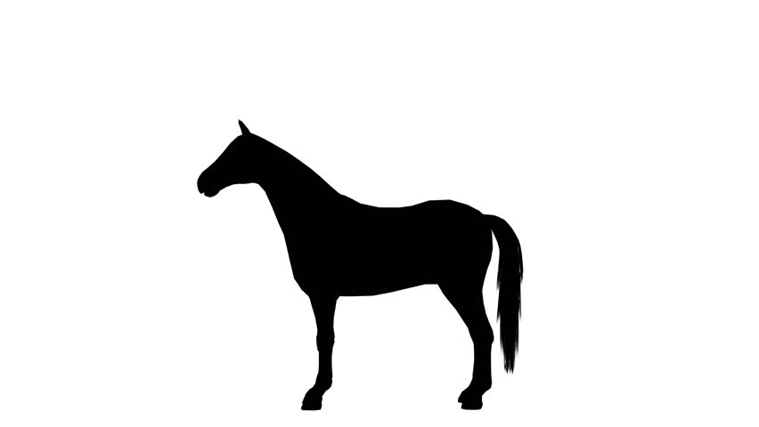 852x480 Galloping Horse. Alpha Channel. 4k. Stock Footage Video 22500814