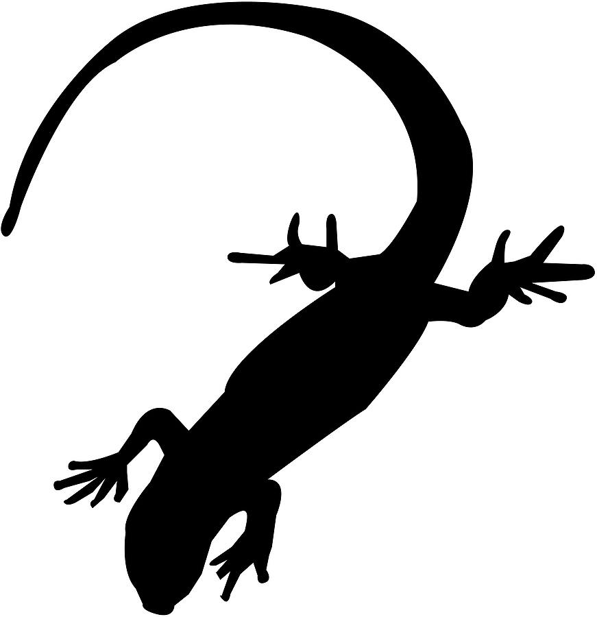 871x900 Salamander Clipart Gecko Many Interesting Cliparts