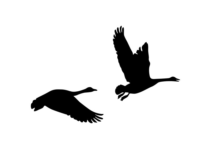 800x566 Of Flying Geese Silhouette