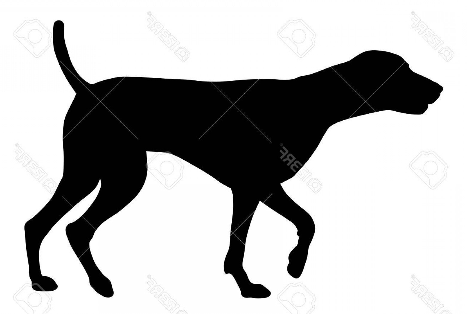 1560x1050 Photostock Vector Vector Illustration Of German Short Hair Pointer