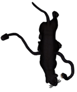 256x308 Ghost Search Results Syncrpg