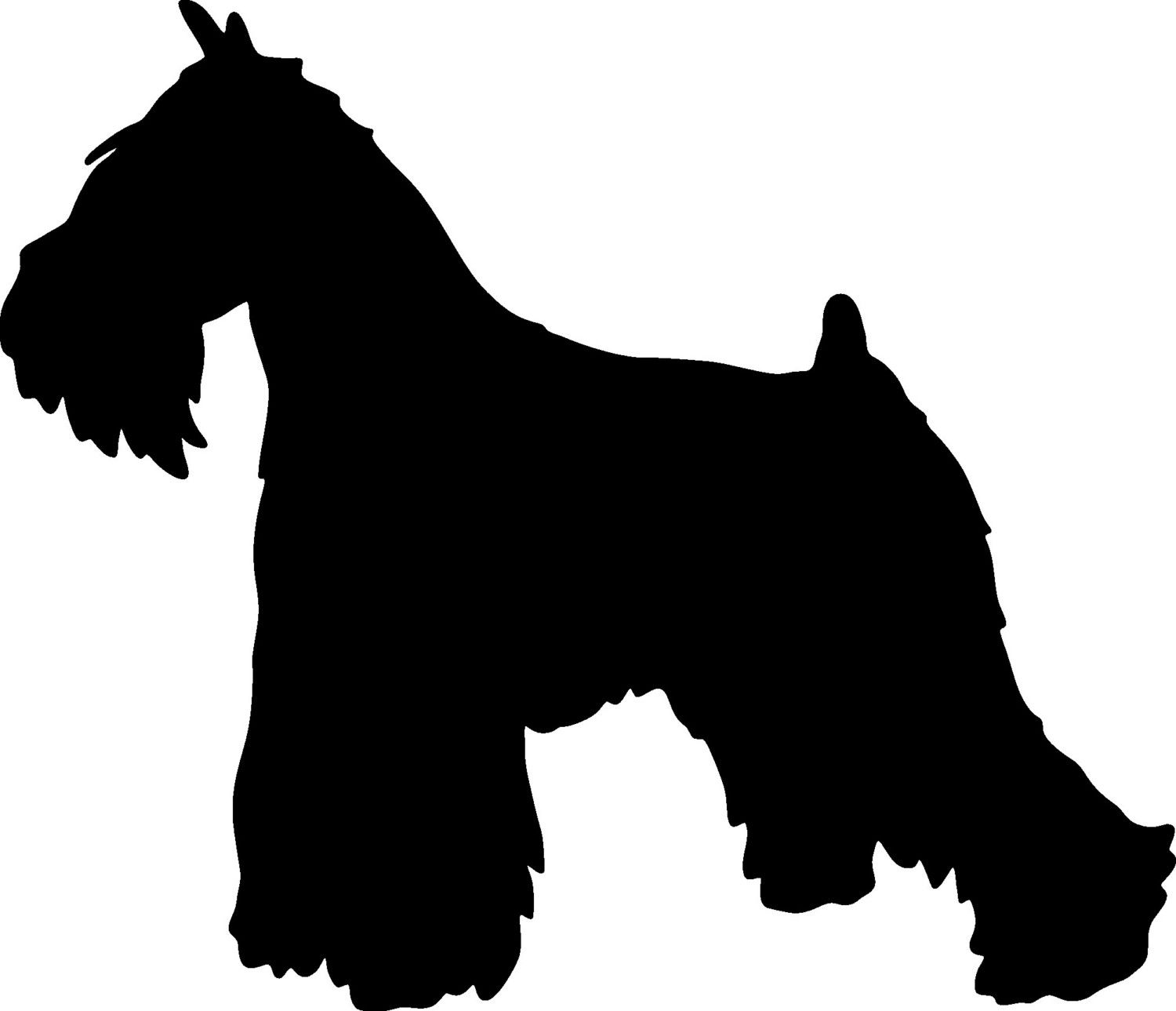 1500x1289 Miniature Schnauzer