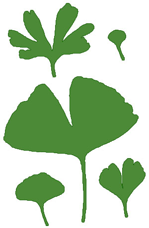 300x460 Genesis And Science Ginkgo Biloba